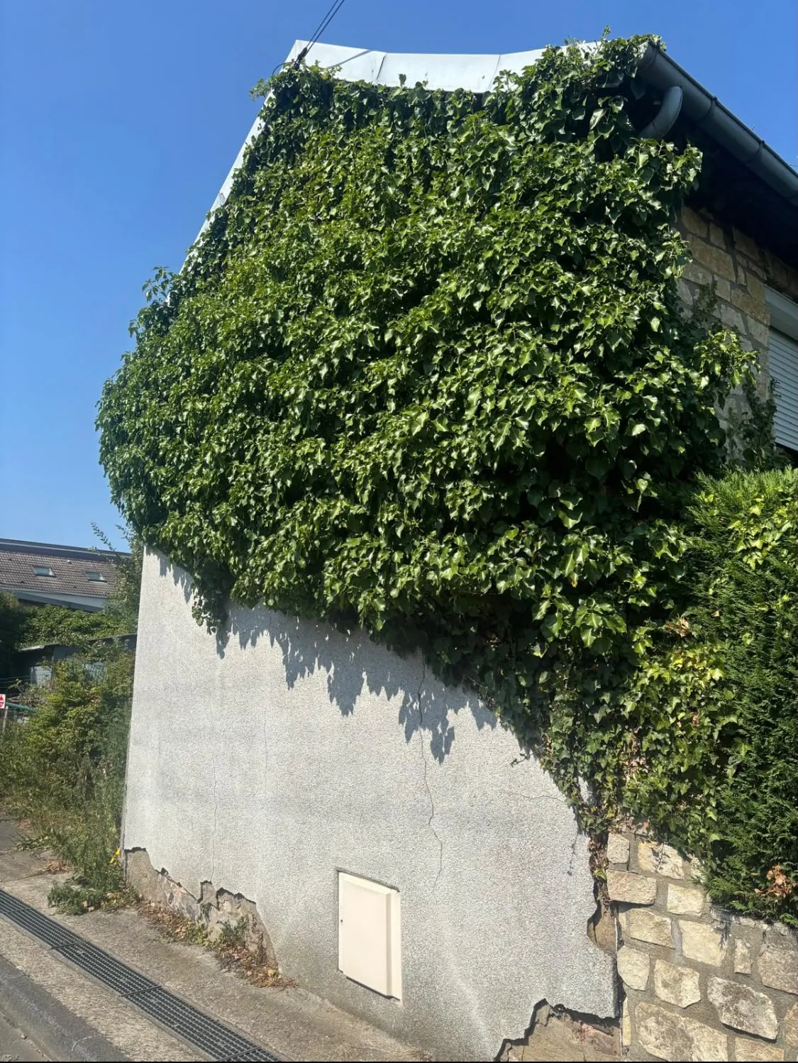 Pignon de maison couvert de lierre, enduit fissuré au pied du mur